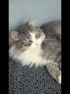 Handheld Bed Vacuum Cleaner Dust Mite Vacuum Mattress Dust Mite Vacuum Cleaner For Bed Handheld Dust Mite Vacuum Cleaner For Bed Appearance Upgrade Fragrance Anti-Mite Inligence