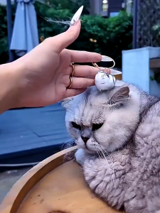 Keychain Set Cat Hair Storage Box Organizer Pendant Keychain and ID Keychain Aesthetic Accessory
