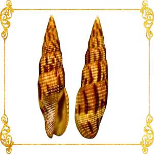 Mitra Eremitarium | Tessellate Mitre Shell | Polished Craft Seashell for Jewelry Making DIY Art & Décor 2–2.5