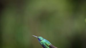 Nikon NIKKOR Z 400mm F2.8 TC VR S Lens for Nikon Z | Nikon Singapore Warranty