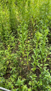 CHIC Grass Cutter Rechargeable Lithium Battery Electric Weed Garden Trimmer Lawn Mower 12/24/48VF