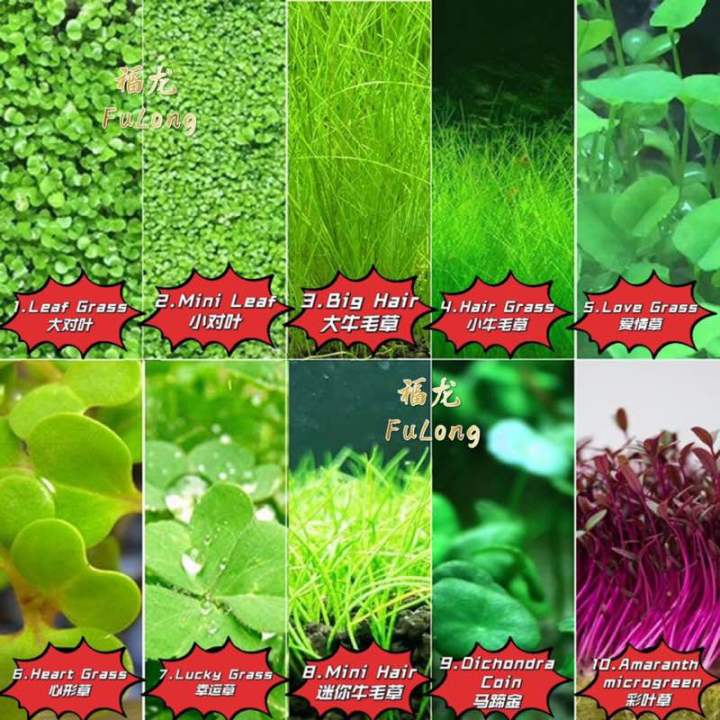 Aquarium Plant Seed Water Grass Foreground Aquatic Plants Carpet Plant