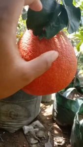Bibit Jeruk Red Pamelo Berkualitas Tinggi