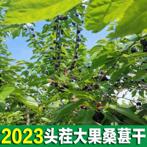 Premium Black Mulberry Dried Fruits 2025 New Stock Canned Special Grade 500g Ready to Eat Soaking in Water Snacks/Nuts/Local Specialties