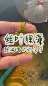 Sean Planters Floating Bladderwort Carnivorous Water Plant Control Mosquito Larvae 丝叶狸藻 防蚊虫孑孓水蚤