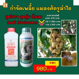 ยาฆ่าเพลี้ย ใน ต้นลำไย และพืช รวมถึงสารชีวภาพปลอดภัย ปลอดสารพิษ มาคาและ FK-T