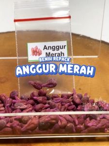 Benih Anggur Merah Unggulan Berkualitas biji bibit repack buahan buah kismis hydroponik hidroponik tamanan pot