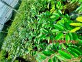 ต้นทุเรียนกบพิกุลแบบเสียบยอด สูง100ซม.. 