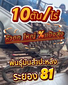 ท่อนมันสำปะหลังระยอง 81 สดใหม่พร้อมปลูก ✅ ยาว 20 ซม. 100 ท่อน/ลัง