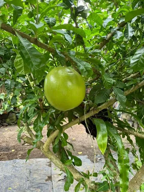 Calabash%20Tree%20Cuttings%20or%20Fruit%20(Miracle%20Fruit)%20for%20Planting%20or%20Juicing%20-%20Image%209