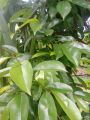 DAUN MAHKOTA DEWA SEGAR/DAUN SEGAR PER 150 GRAM. 