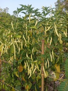 เมล็ดพันธุ์พริกเหลืองอินโดบรรจุ 500 เมล็ด