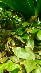 Set hộp 6 chiếc khăn sữa 100% sợi tre Premium Bamboo Molli