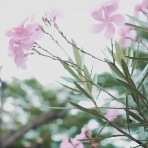 DBODHI Basicbed Series/ Tatakan Divan Tempat Tidur / Yelena Ranjang Tidur / Divan Dipan Tempat Tidur / Kai Ranjang Besi Industrial