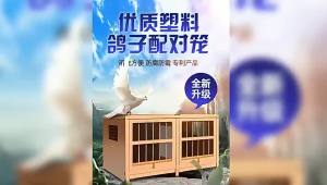 2025 Pigeon Supplies Pigeon Matching Cages Wooden    Bamboo Flap-up Door Carrier Pigeon Nest    Species Gege Matching Cages