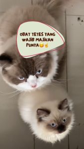 Holycatlabs Obat Cacing Royal Care Kucing Anjing dan Anjing 10 ML