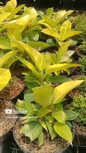 tanaman hias philodendron moonlight philodendron lemon