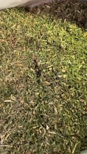 ULTRA PREMIUM ALFALFA CHAFF 1KG Carino Pets Hay Rabbit Guinea Pig Chinchilla Food Jerami Arnab Rumput Kering 兔粮 苜蓿干草 豚鼠 龙猫