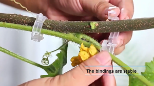 Bộ 100 Kẹp cây / kẹp cây con treo / kẹp nhánh ràng buộc / kẹp dây leo treo / kẹp cố định dây leo