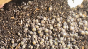 [IJUZWANISO] Cubaris sp Panda King (Isopod for Terrarium and pets)