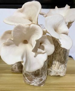 Mushroom Fruiting Bag • White Oyster Mushroom • Edible Mushroom • Mushroom • FarmJoe
