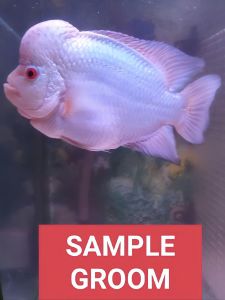 (2pcs) Flowerhorn thaisilk fries 1-2inch fish 本地蓝钻鱼苗 pellet trained