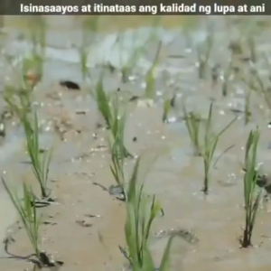 Humate Plus Premium by UCorp Plant And Soil Fertilizer (100 Grams) Humic Plus Fertilizer For Plants|  FulvicPlus Premium