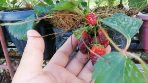 Strawberry Seeds – Heat Tolerant Sweet Honey Variety – Easy to Grow in Philippines – Green Soil