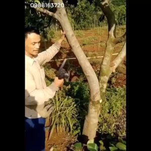 Máy cưa xích cầm tay máy cưa mini dùng pin HITACHI 199V cưa gỗ cầm tay cực khỏe cực bền bảo hành 6 tháng