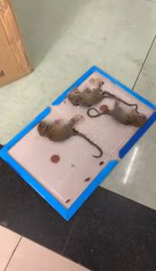 Mouse & Rat Sticky Glue Trap Boards for Pest Control Rat Glue Board Tikus Papan Pelekat Gum tikus