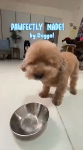 150g Doggo Dog Food Wet Pouch All Stages Adult Puppy Dogs Snack Essential