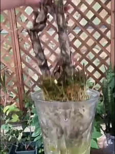 ปุ๋ยบัว บัวทอง ปุ๋ยดอกบัว ปุ๋ยไม้น้ำ สูตรเร่งดอก 100 เม็ด ให้มีขนาดใหญ่ สีสด กลีบหนา ออกดอกทั้งปี ปลอดภัยต่อสัตว์น้ำ