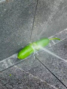 KEGEMA 1288VF Cordless Water Jet High Pressure Car Wash Gun Mesin Cuci Kereta Electric pressure washer Sprayer Garden 高压水枪