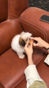 CANINE SCIENCE High-Potency Probiotics for Dogs – Skin Relief Better Digestion Strong Immunity