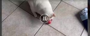 self-Moving Automatic Cat Teaser Ball with Faux Tail Rechargeable Smart Sensor Cat Toy for Indoor Cats Cat Toys Interactive