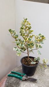 ต้นหัวใจเศรษฐี สาลิกา ต้นหัวใจให้ดี ต้นไทรสามเหลี่ยม ต้นสาลิกาใบด่าง - เศรษฐีโพธิ์เงิน