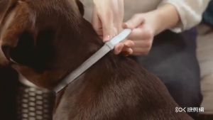 [HAKO PETSHOP] Kalung Penolak Serangga Hewan Peliharaan Kerah Kutu Pengusir Kutu Kucing Anjing / Kalung Anti Kutu Anjing Kucing Kelinci