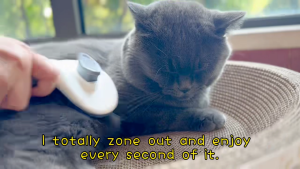 【Local Ready Stocks】Pet Dog Brush Cat Comb Brush For Dogs Cats Grooming Tools Cats Dematting Comb Dogs Accessories