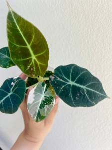 Alocasia black velvet variegatedลายด่างโทนหลากสีไม้เนื้อเยื่อล๊อตลุ้นด่างอนุบาลมากกว่า3เดือน