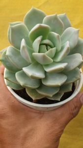 ต้นไม้อวบน้ำ กุหลาบหิน อิชิเวเลีย แอลโอวาย Echeveria LOY กระถางใหญ่ 4 นิ้ว #succulent #Echeveria