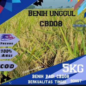 BENIH PADI CBD.O8 KUALITAS UNGGUL KEMASAN 1Kg