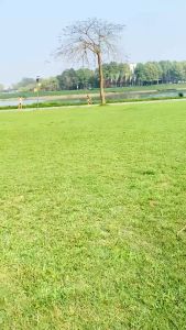 Đồ Bộ Ngắn Pig mặc nhà cho nữ mặc ngủ áo thun kèm quần caro kate đũi thoáng mát