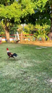 Extra Fooding KAMLANG RED VVIP Bernutrisi Tinggi Untuk Ayam Aduan