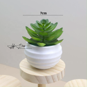 Hoa Sen Đá Lẻ 1 Bông Dùng Cắm Điểm Chậu Lan Trang Trí Decor