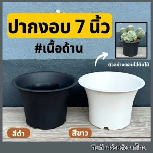 กระถางปากงอบ 7 นิ้ว กระถาง7นิ้ว กระถางงอบญี่ปุ่น กระถางแคคตัส
