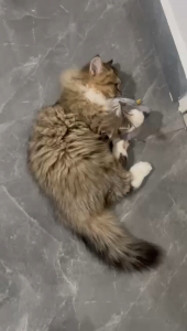 (SG INSTOCK) Interactive Flapping & Chirping Bird Toy – Realistic Sound and Motion for cat and kitten