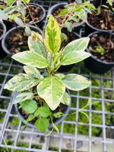 การดูแลต้นไกรใบด่าง: แสง: ต้นไกรใบด่างต้องการแสงแดดที่เพียงพอในการสังเคราะห์แสง แต่ไม่ควรโดนแดดจัดเกินไปในช่วงกลางวัน ควรได้รับแสงแดดอย่างน้อย 4-6 ชั่วโมงต่อวัน  น้ำ: รดน้ำเมื่อดินแห้ง โดยสังเกตจากหน้าดิน หากหน้าดินแห้งก็ควรรดน้ำให้ชุ่ม แต่ต้องระวังไม่ให้