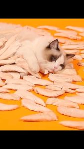 อกไก่ชิ้นใหญ่ ขนมฟรีซดราย Freeze-Dried ขนมแมว ขนมหมา เนื้อไก่ฟรีซดรายแท้ 100% ผู้ชาย 100 รูปภาพ 1 ชุด