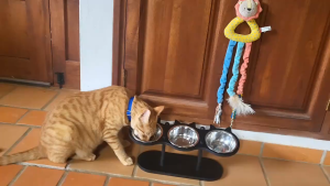 Cat Bowls Elevated Dish Pet Food Bowls for Food and Water Kitten Indoor Cats Cat Bowls with Stand Cat Dining Table Dish