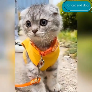 Bộ dây dắt Chó Mèo nhỏ kèm vòng cổ chuông họa tiết dấu chân (mẫu mới) - Hara Pet Store